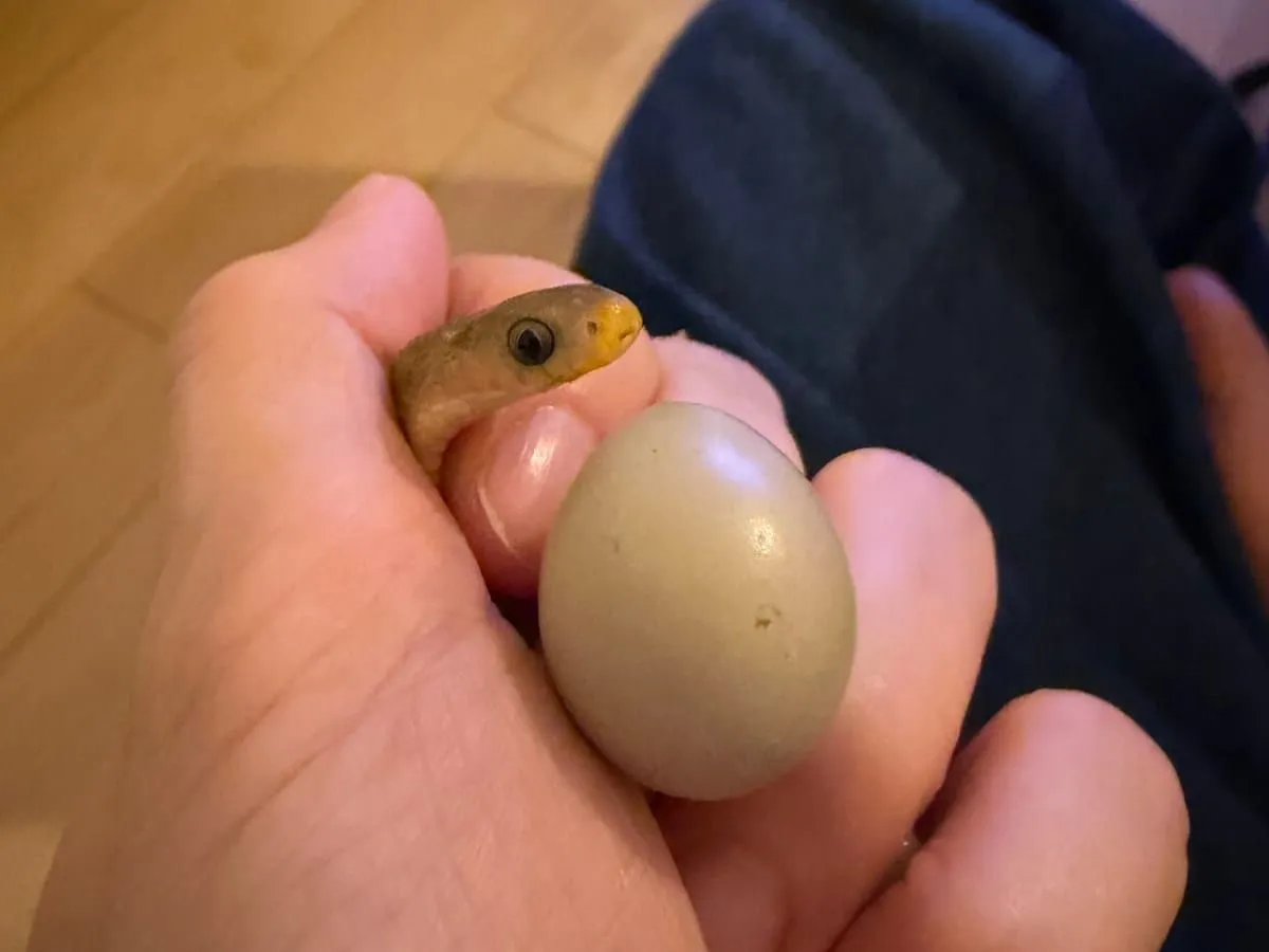 手のひらに乗せたタマゴヘビの頭部と、その隣に持った小さな鳥の卵