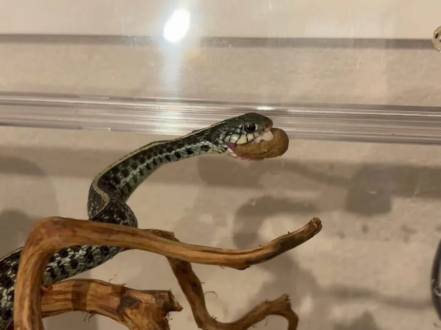流木の上で首を伸ばし、茶色い人工飼料を口にくわえているフロリダブルーガータースネーク